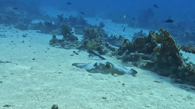 A large fantail stingray (Pastinachus sephen). Taken in Sharm El Sheikh, 