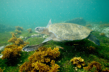 Obraz premium Green sea turtle underwater near the Galapagos Islands