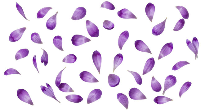Set of many falling purple crocus flower petals isolated on transparent background.