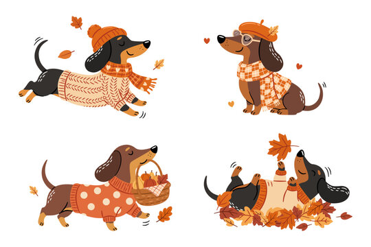 Cute dachshund dogs enjoying cozy autumn activities with sweaters scarves falling leaves and pumpkins collection for seasonal fall illustrations stickers greeting cards and nursery designs