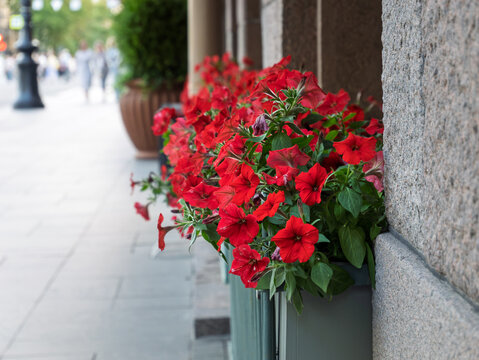 Vibrant Red Petunias in Urban Street Planters