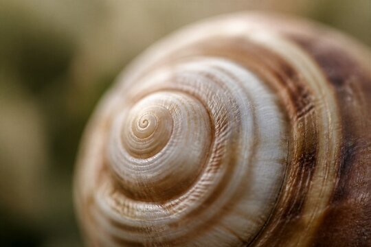 Spiral snail shell detail photographed in shallow focus closeup