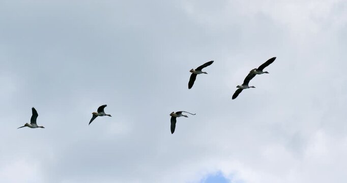 flock of greater white-fronted geese in flight