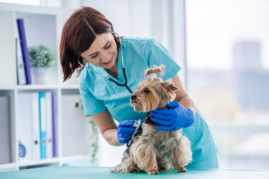 Friendly veterinarian checks health of small dog at veterinary clinic during daytime visit.