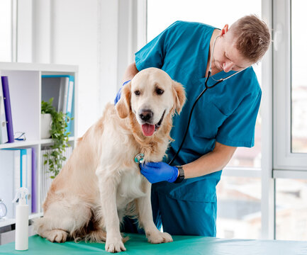 Professional male veterinarian examining happy Golden Retriever in modern bright clinic office