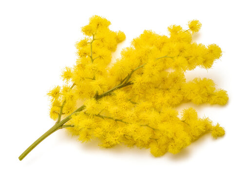 Mimosa Flower Isolated on White Background