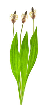 Plantain plants with ear and flowers
