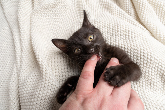 black kitten playing or fighting with human hand biting pet owner's finger, common socialization mistake
