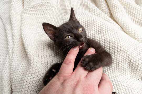 black kitten playing or fighting with human hand biting pet owner's finger, common socialization mistake