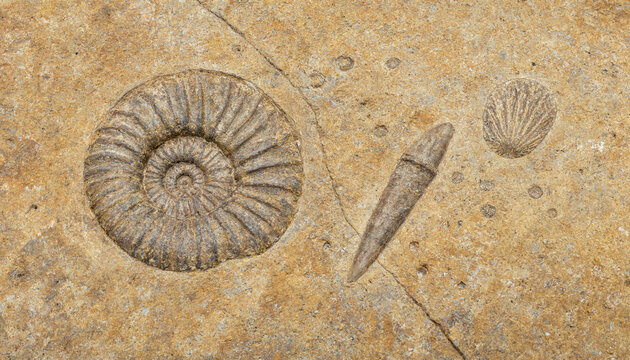 Ancient fossilized ammonite and belemnite shells preserved in textured golden brown sedimentary rock showing prehistoric marine life details