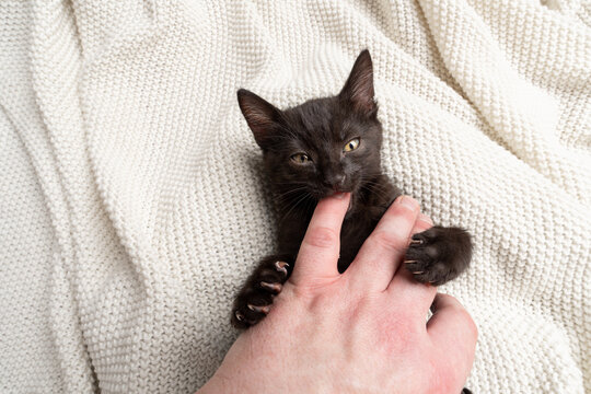 black kitten playing or fighting with human hand biting pet owner's finger, common socialization mistake