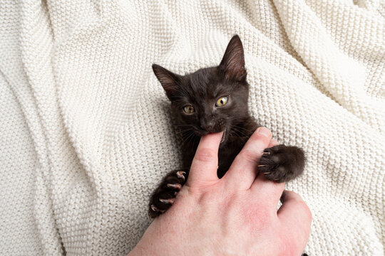 black kitten playing or fighting with human hand biting pet owner's finger, common socialization mistake