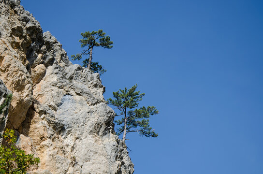 Steep limestone cliff with windswept pine trees growing on rocky slopes against a bright blue sky.