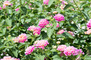 Obraz premium Beautiful common lantana (Lantana camara) flowers.