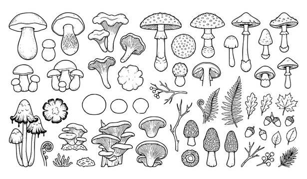 Botanical Mushroom Doodle Collection with Poisonous and Edible Forest Fungi Linear Vector Set