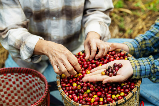 Hand picking ripe red coffee beans from a rustic basket on a coffee farm