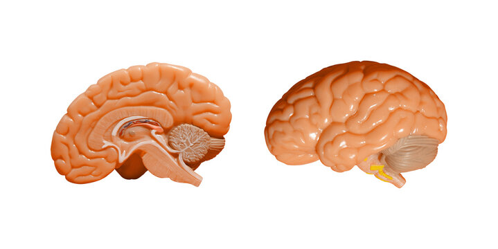 Plastic human brain cross section model isolated PNG on transparent background, anatomical teaching aid for medical education and neuroscience