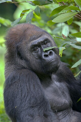 A western lowland gorilla among lush green jungle leaves © DS light photography