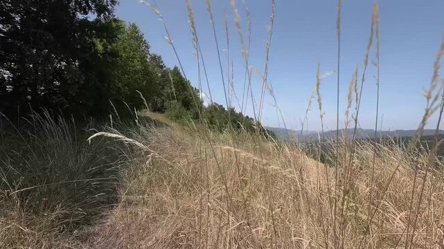 Eraba alta estiva di montagna
