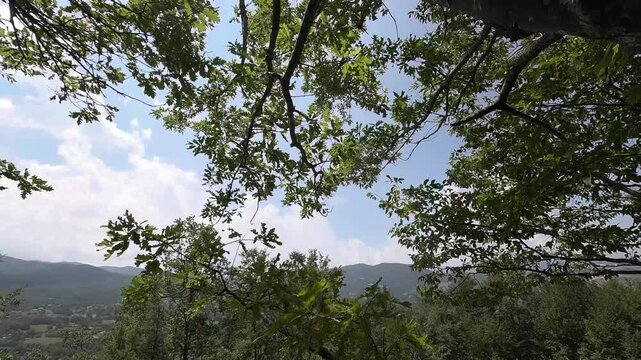 foresta di Cerro