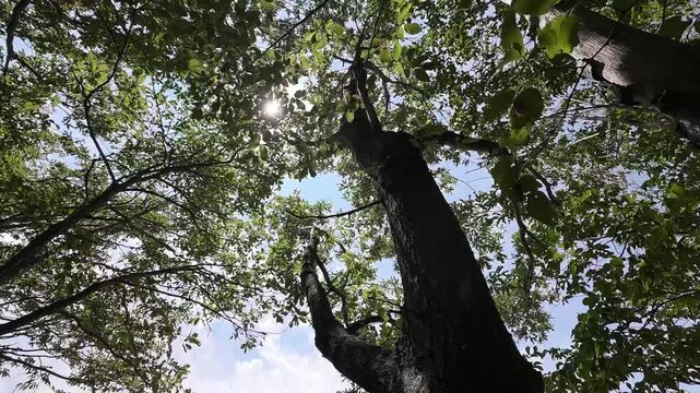 foresta di Cerro