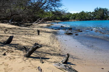 Weathered driftwood on a sandy beach shaded by kiawe trees on the Big Island Hawaii © Joao Vieira