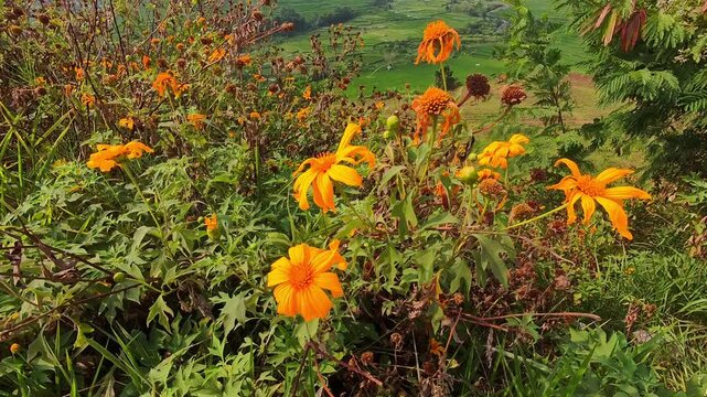 Video of Bright orange flowers bloom among green foliage. Sunlight illuminates wildflowers on a sunlit hillside. Vibrant blooms sway gently in the breeze. Lush grass and bushes frame the colorful wild