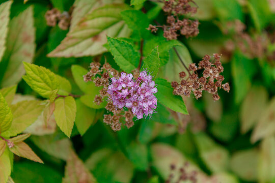 Small pink Japanese spirea flowers blooming among colorful foliage