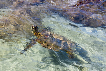 Green sea turtle surfacing in the clear tropical waters of Waialea Beach Big Island Hawaii © Joao Vieira