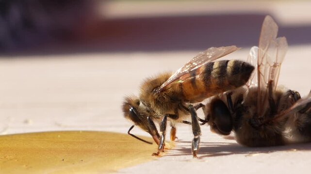 Macro close up of honey bee carrying dead bee away while feeding on golden honey