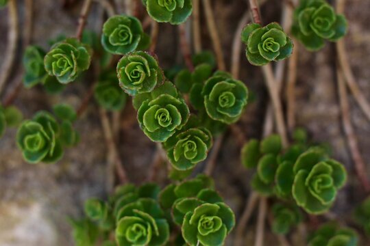 False stonecrop (Sedum spurium) succulent plant, macro garden photography