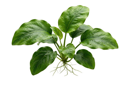 Fresh green aquatic plant with broad leaves and visible roots
