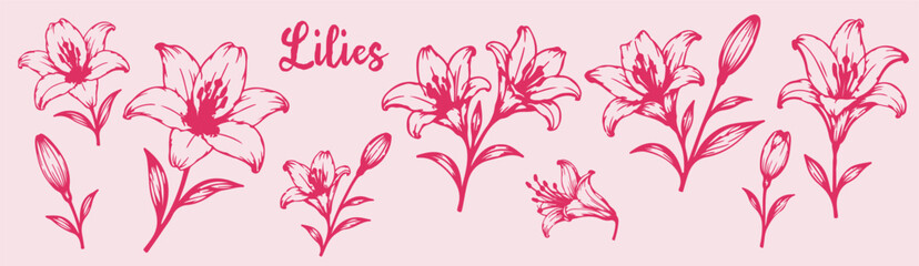 Lily flowers and buds, hand drawn, Scandinavian doodle, thin pink line art, botanical illustration, isolated, transparent background, clean vector style © Victoriya