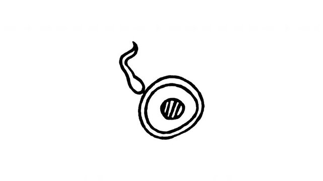 Hand drawn 4K sperm fertilizing egg doodle animation with boiling line movement. Frame by frame line art on black and green screen backgrounds for human reproduction, conception, fertilization.