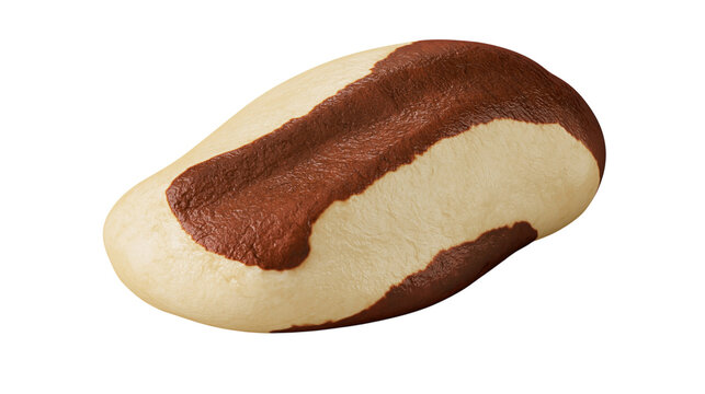 Brazil nut bean with brown and cream shell isolated on transparent background PNG cutout