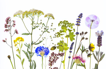Prasowane suszone kwiaty i zioła na białym tle, botaniczny kolaż z polnymi kwiatami, herbarium © mycatherina
