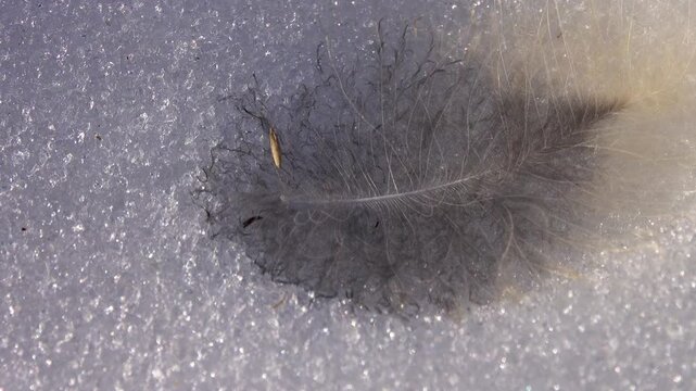 Beautiful downy feather of an owl in the spring snow