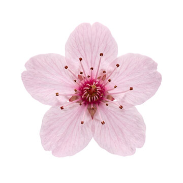 A single delicate pink cherry blossom flower head isolated on transparent background for floral design projects