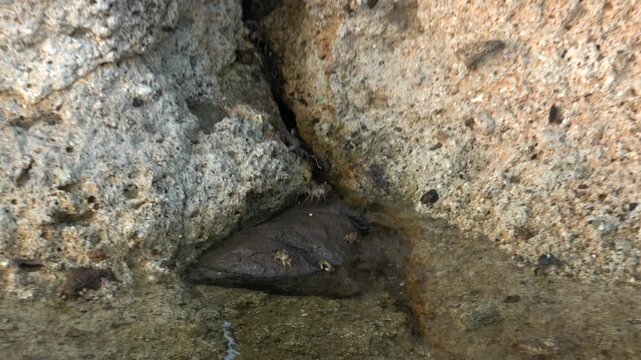 潮だまりの岩場に集まるイワガニの群れ