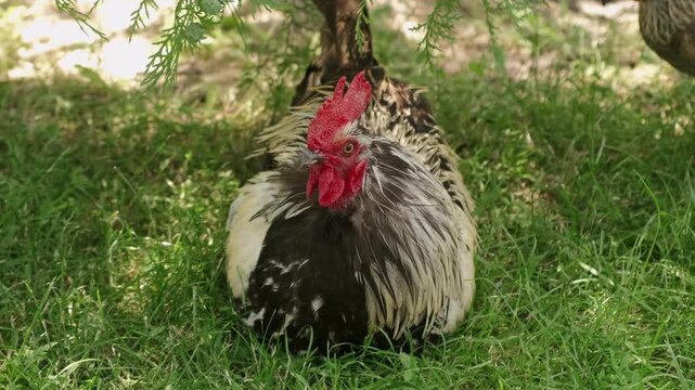 Calm rooster stands in sunlit grass under low branches, with bright plumage, red comb, and rural greenery