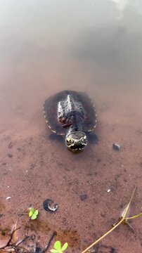 Baby turtle swimming in muddy water close up slow motion animal background