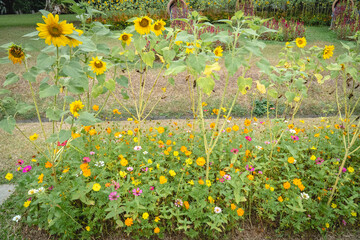 Colorful flower garden featuring yellow sunflowers and cosmos blossoms surrounded by lush green foliage in a landscaped outdoor setting.