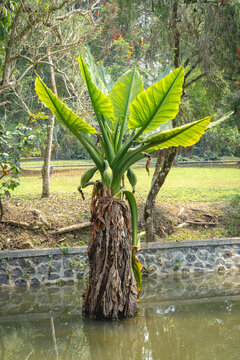 Banana plant growing beside a pond, with fresh green leaves and a weathered trunk surrounded by landscaped greenery.