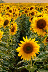 Fototapeta premium Vast blooming sunflower field under bright sky in countryside landscape