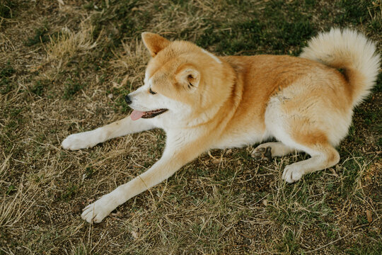 Shiba Inu dog lying on dry grass, panting calmly in sunny garden with curled tail and relaxed posture now