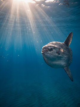 Omnivorous sunfish swims gracefully underwater with sunlight rays piercing the ocean surface above in deep blue water.