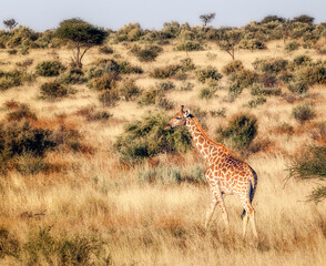 Giraffe © Dietmar