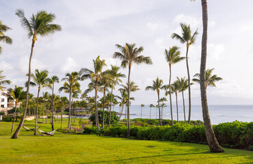 Fototapeta premium Hawaii resort lawn with tall palm trees