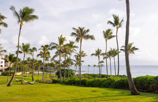 Hawaii resort lawn with tall palm trees