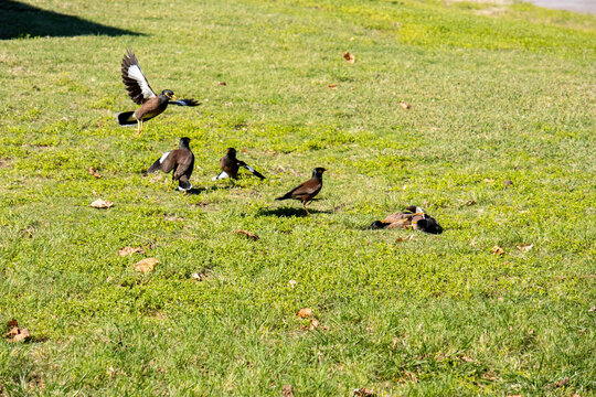 Common myna bird in flight about to land on a green lawn among other birds on the Big Island Hawaii